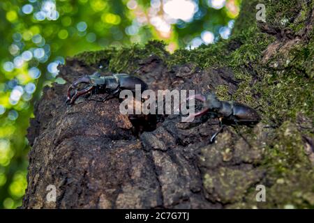Une paire de coléoptères européens adultes Lucanus cervus sur un arbre défend l'entrée de leur communauté. À l'intérieur se trouvent les petits de cette paire de coléoptères. Banque D'Images