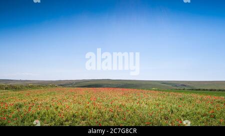 Une vue panoramique de la vue spectaculaire d'un champ de coquelicots de paver rhoeas croissant dans le cadre du projet de champs arables sur Pentire point We Banque D'Images