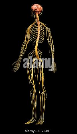 Médicalement en rendu 3d illustration précise du système nerveux Banque D'Images
