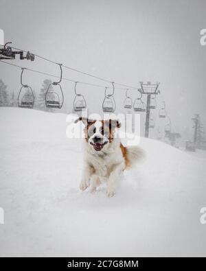 Photo verticale d'un chien à fourrure saint Bernard assis la neige avec le téléphérique en arrière-plan Banque D'Images