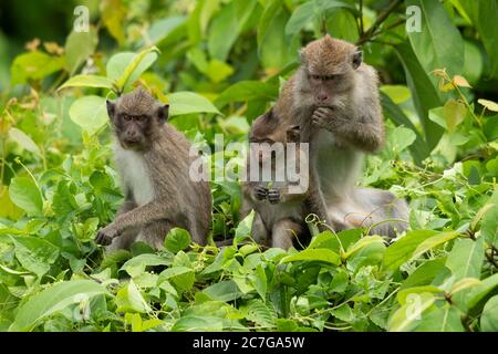 Macaque femelle mangeant du crabe avec ses deux jeunes enfants assis et mangeant des feuilles sur le haut de la brousse Banque D'Images