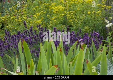 Arrière-plan du jardin montrant des feuilles d'iris lavande et d'autres fleurs jaunes Banque D'Images