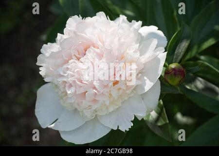 Pivoine blanche. Faible profondeur à netteté Banque D'Images