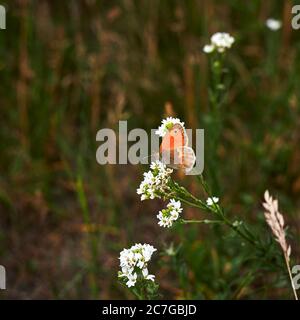 Gros plan d'un petit papillon de la lande (coenonympha pamphilus) assis sur une fleur de nature. Banque D'Images
