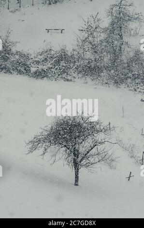 Plan vertical en grand angle des arbres dans les collines recouvert de neige pendant le flocon de neige Banque D'Images