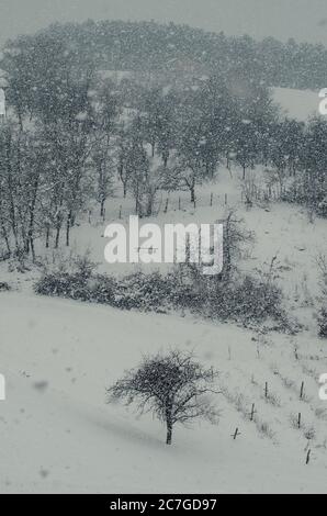 Plan vertical en grand angle des arbres dans les collines recouvert de neige pendant le flocon de neige Banque D'Images