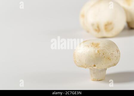 Champignons frais macro pousse. Gros plan sur du champaignon blanc. Banque D'Images