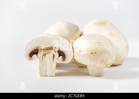 Champignons frais macro pousse. Gros plan sur du champaignon blanc. Banque D'Images