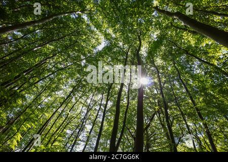 Poutres de soleil dans la forêt de hêtres au parc national de Jasmund, Rügen, Allemagne, qui fait partie du patrimoine mondial de l'UNESCO des forêts anciennes et primitives de Hêtre. Banque D'Images