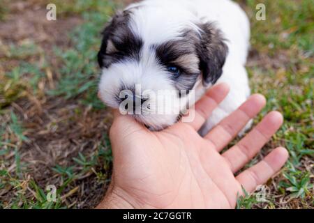 Portrait d'un chiot bichon Frise mélangé avec l'américain.Portrait d'un chiot bichon Frise mélangé avec l'américain. Banque D'Images