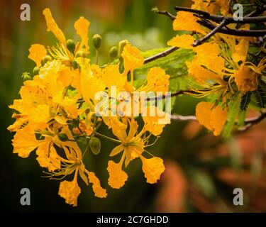 Plantes, arbres, fleurs, UN arbre de flamme, flamboyant, ou arbre de Poinciana Royal, Delonix regia var. Flavida, en fleur en République dominicaine. La plupart des fleurs d'arbre de flamme sont rouges, mais les plus rares var. Flavida sont jaunes. Banque D'Images