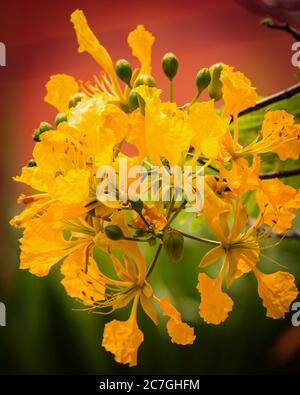 Plantes, arbres, fleurs, UN arbre de flamme, flamboyant, ou arbre de Poinciana Royal, Delonix regia var. Flavida, en fleur en République dominicaine. La plupart des fleurs d'arbre de flamme sont rouges, mais les plus rares var. Flavida sont jaunes. Banque D'Images