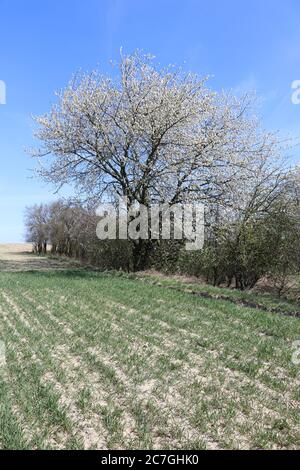 Une prune sauvage qui fleurit magnifiquement au printemps - la prune mirabelle, s'intègre dans le magnifique paysage Banque D'Images