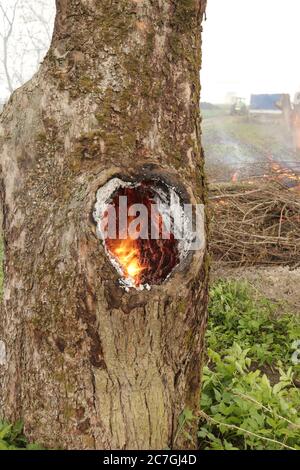 combustion spontanée dans un creux d'un vieux arbre Banque D'Images