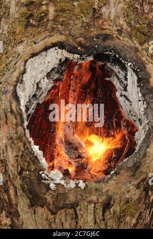 combustion spontanée dans un creux d'un vieux arbre Banque D'Images