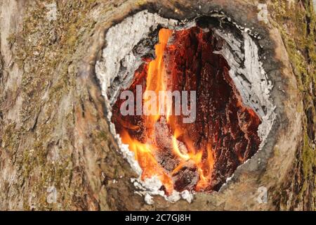 combustion spontanée dans un creux d'un vieux arbre Banque D'Images