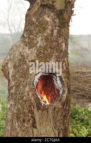 combustion spontanée dans un creux d'un vieux arbre Banque D'Images