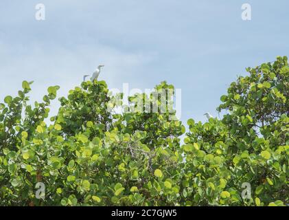 Aigrettes blanches perchées au sommet d'un arbre d'herbe de mer à la plage de Cramer's Park sur Sainte-Croix dans l'USVI Banque D'Images