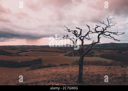 Un arbre isolé sur une colline avec des nuages de pluie et de tempête en arrière-plan, Old Winchester Hill, Hampshire, Royaume-Uni Banque D'Images
