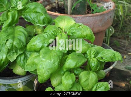 Basilic ou basilic thaï ou basilic sucré (nom scientifique Ocimum basilicum) Banque D'Images