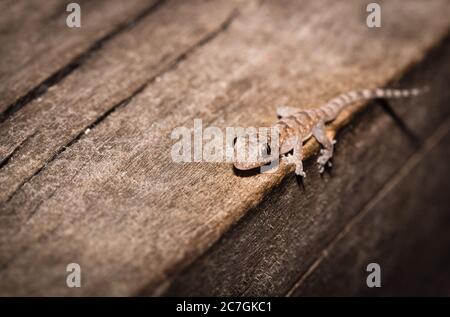 Maison de Common Gray gecko (Hemidactylus mercatorius) située sur une branche d'arbre, Nosy Komba, Madagascar Banque D'Images