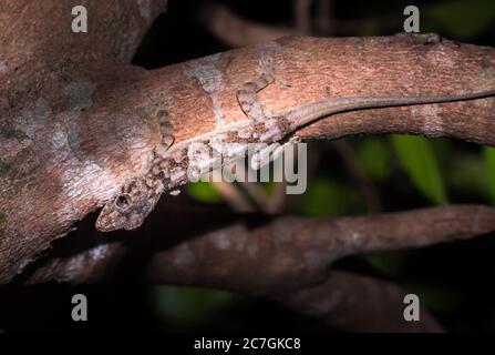 Maison de Common Gray gecko (Hemidactylus mercatorius) située sur une branche d'arbre, Nosy Komba, Madagascar Banque D'Images