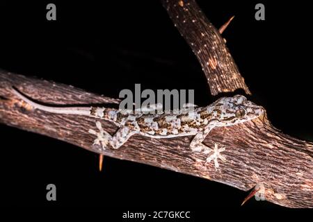 Maison de Common Gray gecko (Hemidactylus mercatorius) située sur une branche d'arbre, Nosy Komba, Madagascar Banque D'Images