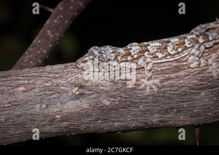 Maison de Common Gray gecko (Hemidactylus mercatorius) située sur une branche d'arbre, Nosy Komba, Madagascar Banque D'Images