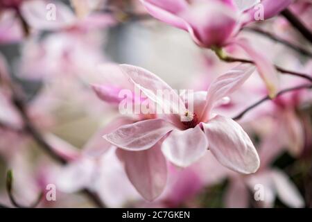 Gros plan de magnifiques fleurs de magnolia blanc et rose Banque D'Images