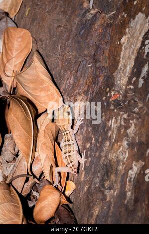 Maison de Common Gray gecko (Hemidactylus mercatorius) située sur une branche d'arbre, Nosy Komba, Madagascar Banque D'Images