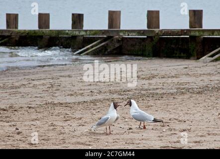 Portobello, Écosse, Royaume-Uni. Deux goélands à tête noire (Chericocephalus ridibundus) semblent avoir un chin-wag l'un avec l'autre sur la plage de sable. Banque D'Images