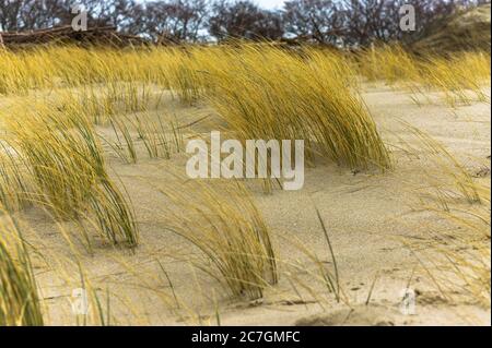 dunes de sable de la bande côtière, herbe sèche sur le sable de mer Banque D'Images