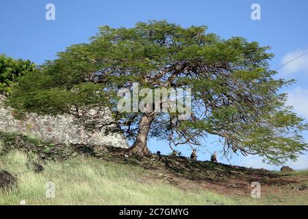 Fort George Grenade touristes par Shade Tree Banque D'Images