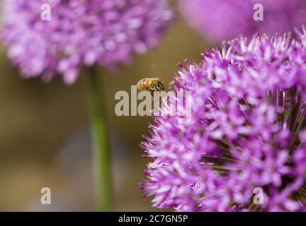 Abeille ouvrière (APIs mellifera) collectant du pollen d'un Allium. Hereford Royaume-Uni Mai 2020 Banque D'Images