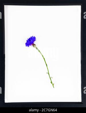 Cornflower (Centaurea cyanus) sur fond blanc avec cadre noir Banque D'Images