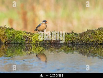 Nuthatch (Sitta europaea) perché sur des mousses au bassin de réflexion, Shropshire UK Mars 2020. Banque D'Images