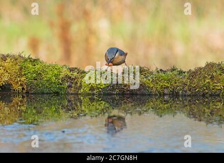 Nuthatch (Sitta europaea) perché sur des mousses au bassin de réflexion, Shropshire UK Mars 2020. Banque D'Images