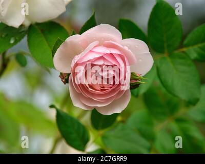 Gros plan d'une rose de jardin entourée de verdure avec un arrière-plan flou Banque D'Images