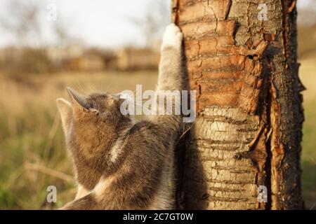 Le chat tacheté de frêne aiguise ses griffes sur un tronc d'arbre dans le jardin Banque D'Images