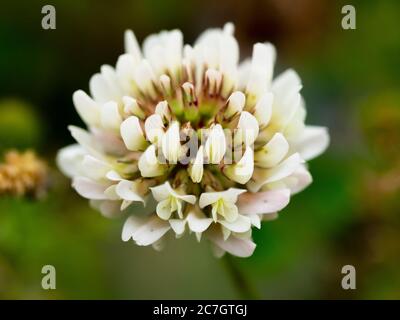 Stylos Trifolium, trèfle blanc, Royaume-Uni Banque D'Images