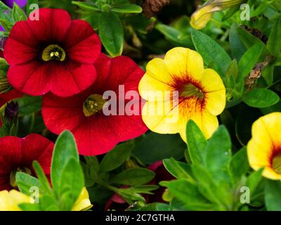 Calibrachoa rouge et jaune (million Bells), Devon, Royaume-Uni juillet, Banque D'Images