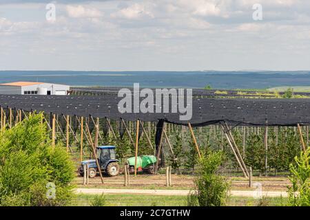 Agriculteur conduisant un tracteur pulvérisant des pesticides et des insecticides sur une plantation de pommes. Fumigation insecticide des mauvaises herbes. Agriculture écologique biologique Banque D'Images