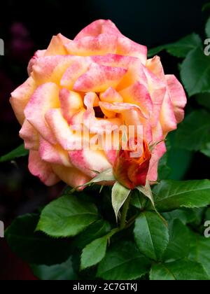 Rose et rosebud, Royaume-Uni juillet, Banque D'Images