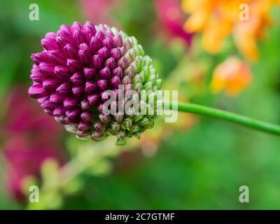 Pilon allium, Allium Sphaerocephalon, Royaume-Uni juillet, Banque D'Images