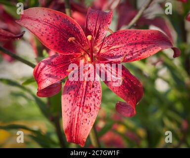 Tiger Lily (Lilium lancifolium, syn. L. tigrinum) dans la pluie. Profondeur de champ Banque D'Images