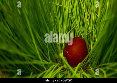 l'œuf de pâques rouge dans l'herbe, l'œuf de pâques sur fond vert Banque D'Images