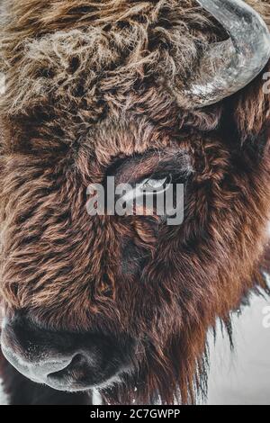 Gros plan d'un oeil de bison brun avec des cornes sous le éclairage pendant la journée Banque D'Images