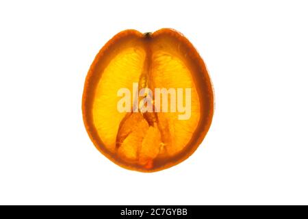 Tranche de fruit orange avec lumière brillante par le rétroéclairage montrant la structure et les détails isolés sur un fond blanc Banque D'Images