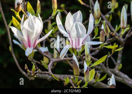 Fleurs blanches et roses sur fleur de magnolia et bourgeon au printemps. Lumière sur les pétales de fleur avec fond sombre Banque D'Images