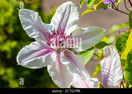 La fleur de Clematis 'Comtesse de Wessex' fleurit dans le jardin le jour d'été ensoleillé. Fleur rose blanche grimpant de la famille des Ranunculaceae pétales et étamines Banque D'Images